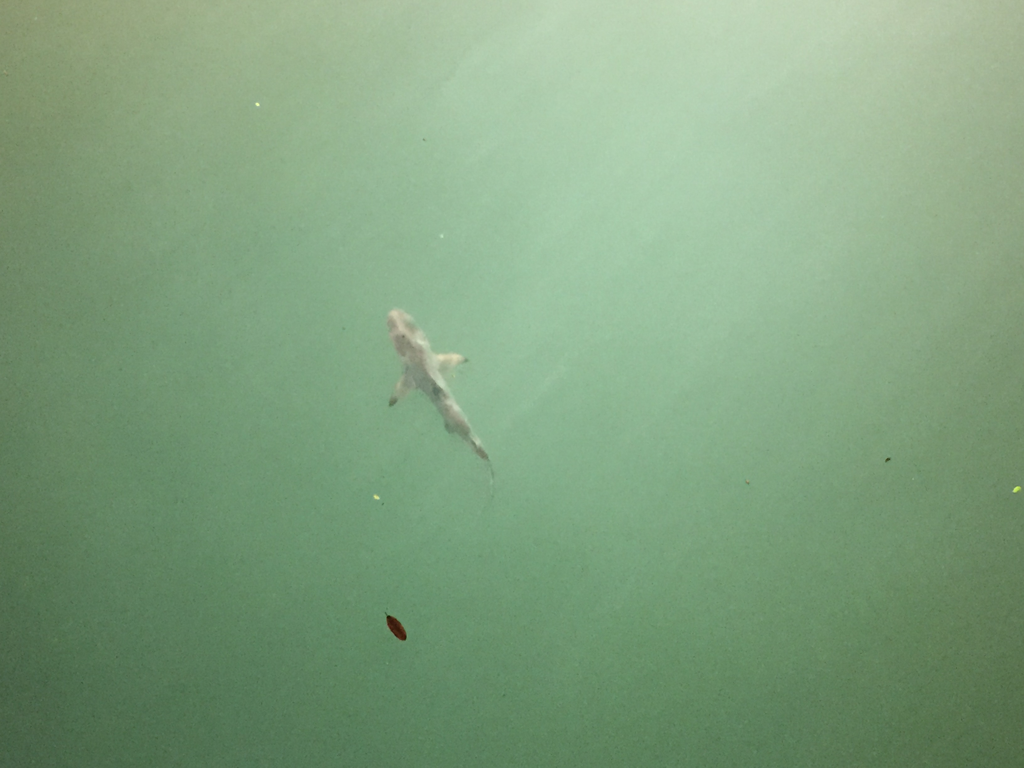 Watch the Black Tip Sharks from the pier on Santa Cruz Island in the Galapagos