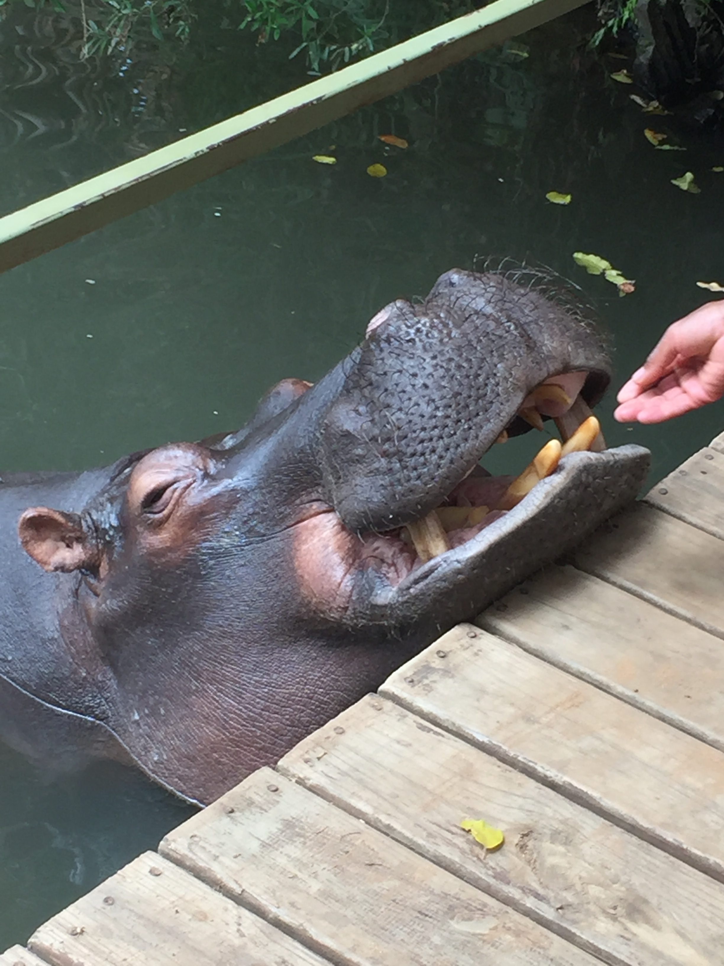 Jessica the worlds friendliest hippo will gladly trade snuggles for a mouthful of potatoes. 