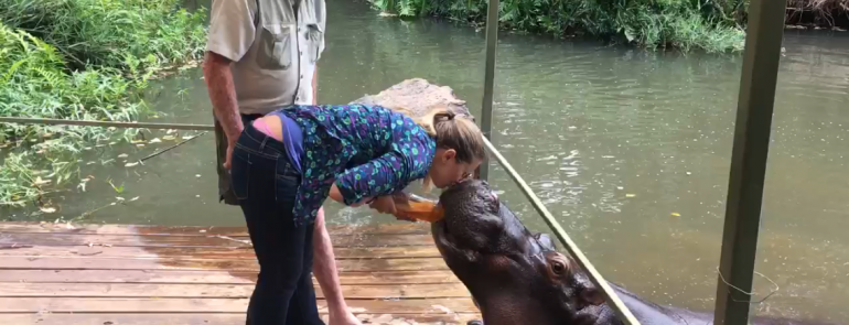 I Kissed Jessica the Hippo and i liked it! - Mags on the Move