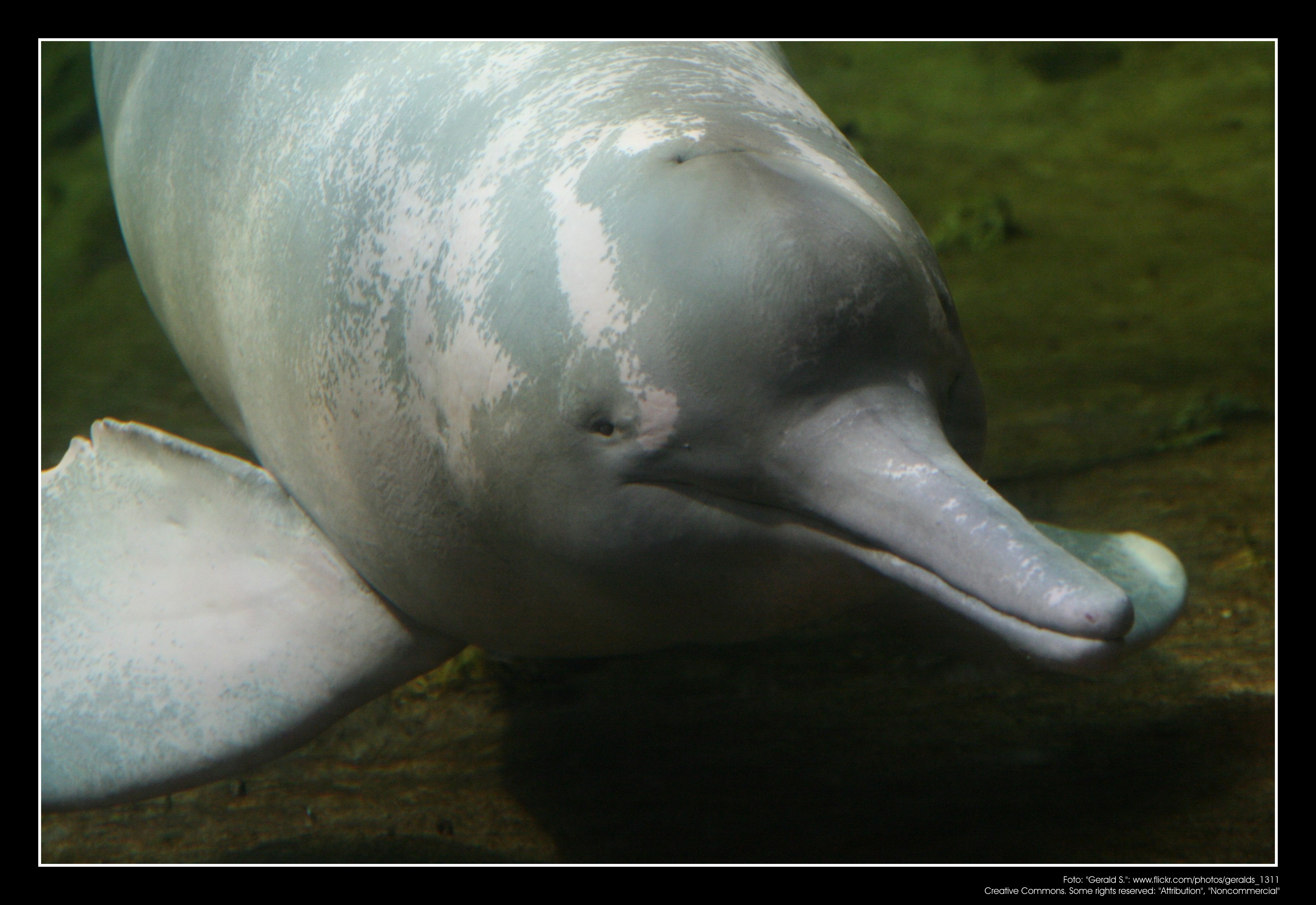 Amazonian Pink River Dolphin