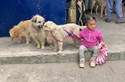 World Vets Otavalo, Ecuador