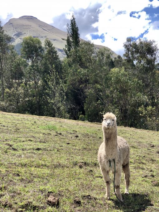 Otavalo, Ecuador