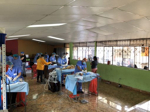 World Vets in Otavalo, Ecuador